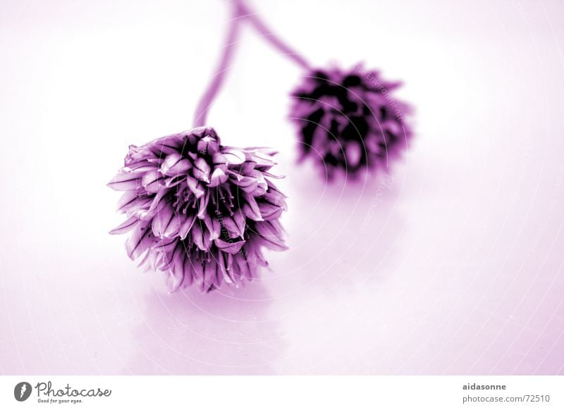 chives flowers Chives Herbs and spices Stalk chive blossom Leek Onion