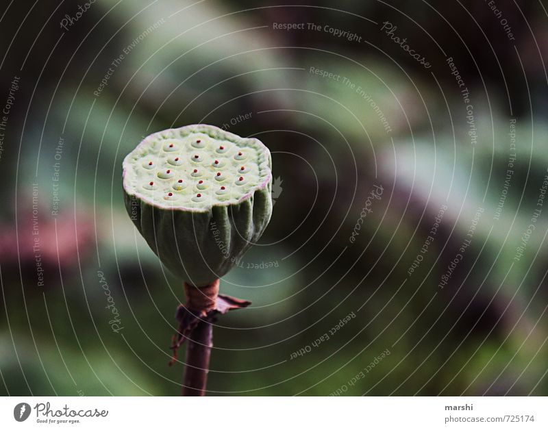 Natural shower head Nature Plant Flower Green Water lily Leaf bud Lakeside Colour photo Exterior shot Close-up Detail Macro (Extreme close-up)