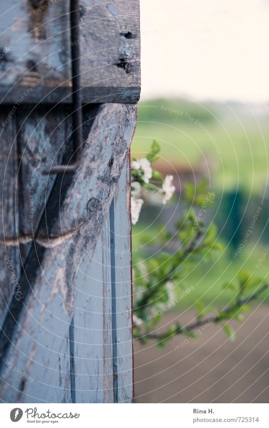 View into the garden Horizon Spring Blossom Garden Door Authentic Green Wooden door Cherry blossom Derelict Country life Colour photo Exterior shot Deserted