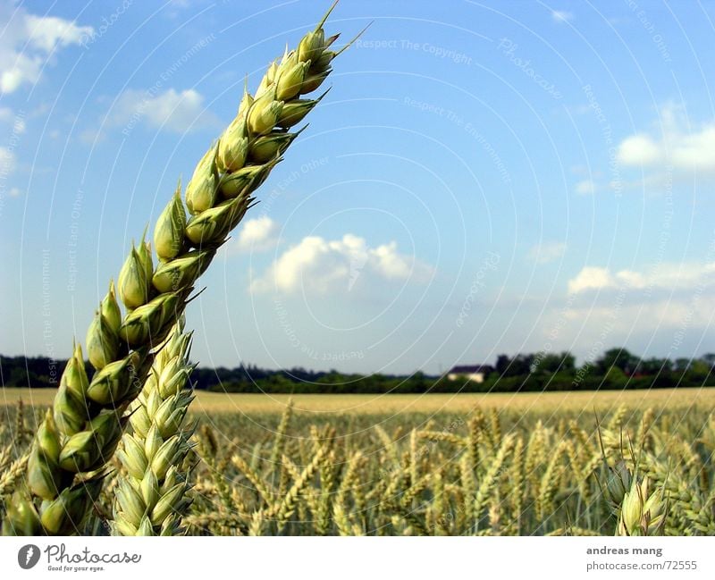 The harvest is great, but the workers are little... Ear of corn Wheat Field Sky Individual Loneliness Nature Clouds Landscape Blue Grain Harvest ripe Single