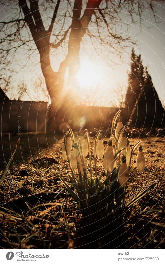 spring flora Environment Nature Plant Cloudless sky Spring Climate Weather Beautiful weather Tree Flower Grass Blossom Snowdrop Garden Blossoming Glittering