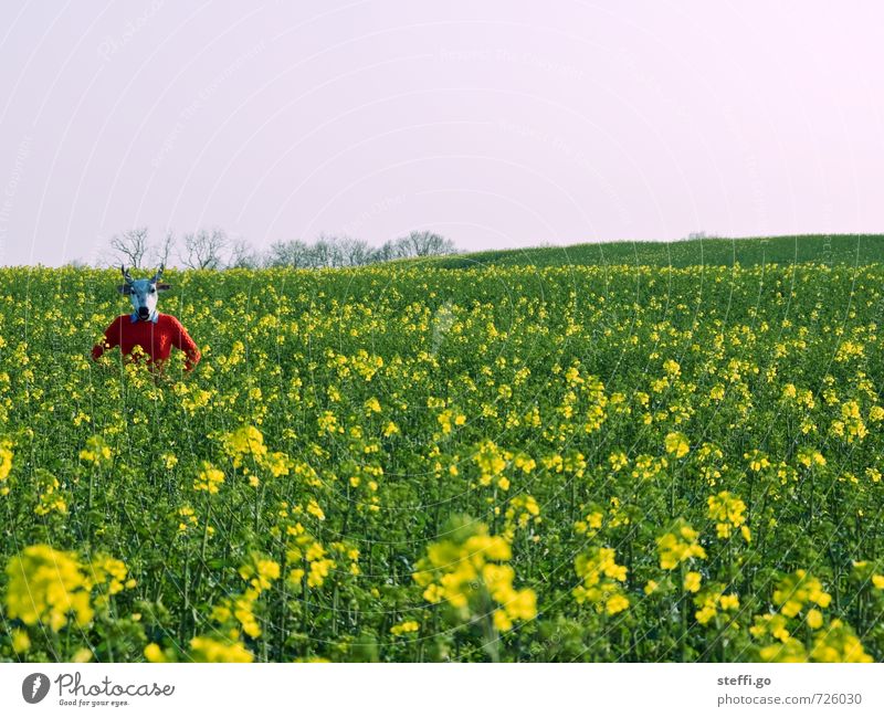 Santa Claus exposes reindeer in Rapsfeld! Adventure Far-off places Freedom Human being 1 Nature Landscape Spring Summer Plant Field Reindeer Deer Observe