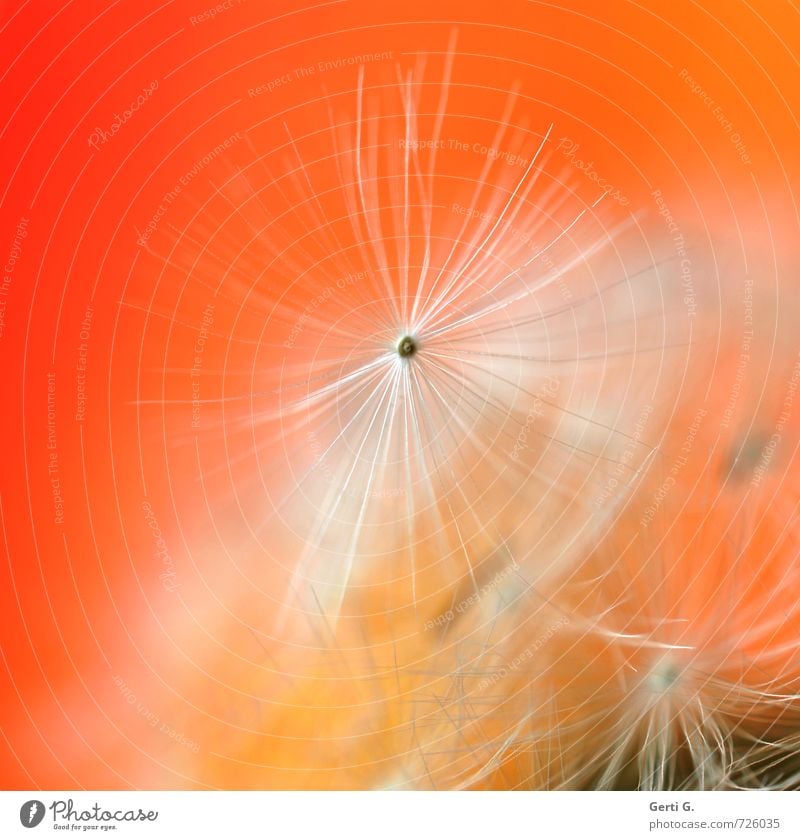 Close-up of a dandelion against an orange background Plant Wild plant Dandelion Small Ease Nature Innocent Fine Graceful Delicate Vulnerable Easy Diminutive