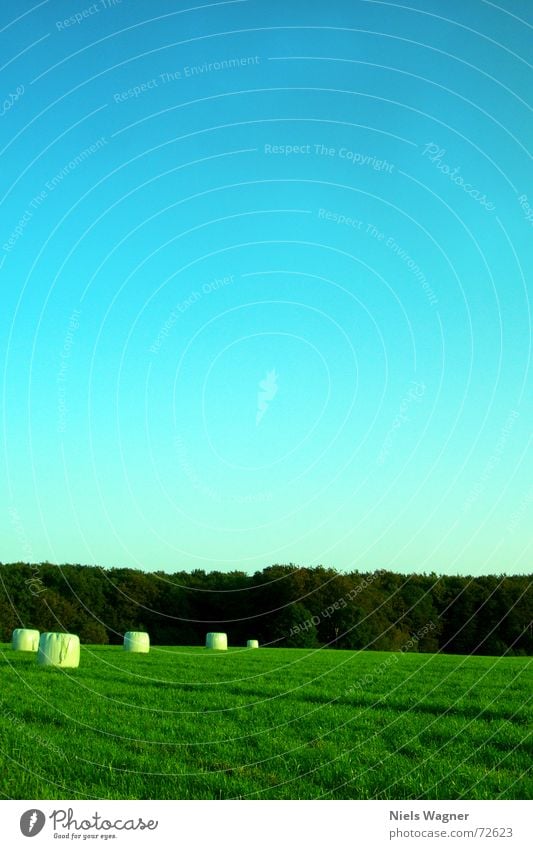 Leaf green everywhere 3 Meadow Hay bale Grass Field Calm Tree Forest Clearing Round Sunlight Clouds Statue Sky Sphere Shadow Light (Natural Phenomenon)