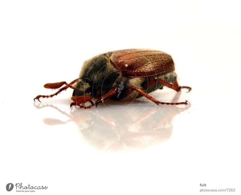 cockchafer May bug Reflection Animal Brown Wild animal Under White Feeler Transport Macro (Extreme close-up) Beetle Wing Hair and hairstyles Eyes Close-up