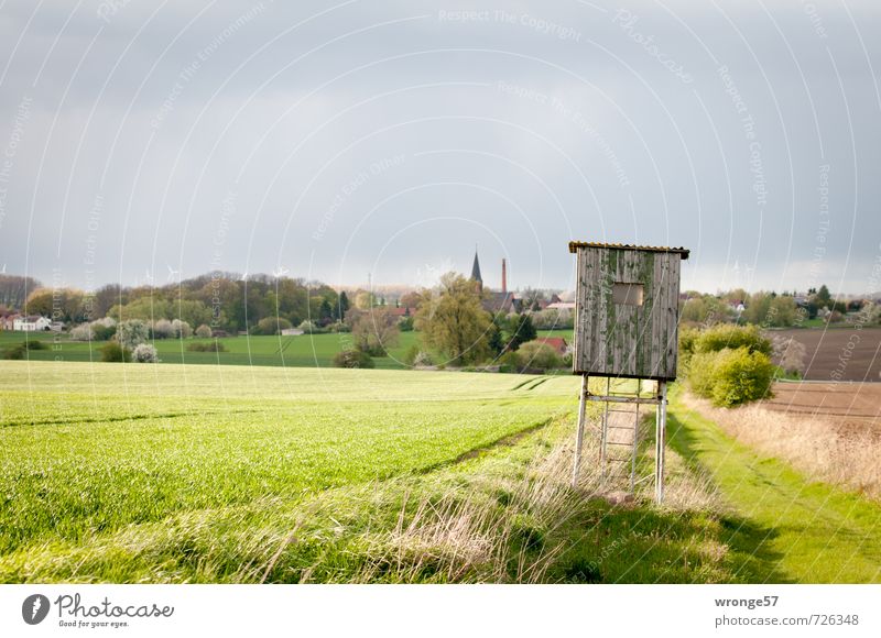 Greenrock's Hideaway Hunting Environment Sky Clouds Horizon Spring Foliage plant Agricultural crop Grain field Field Magdeburg Börde Village Gray hunting pulpit