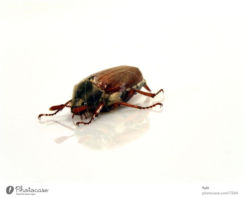 cockchafer May bug Reflection Animal Brown Wild animal Under White Feeler Macro (Extreme close-up) Beetle Wing Hair and hairstyles Eyes Close-up Floor covering