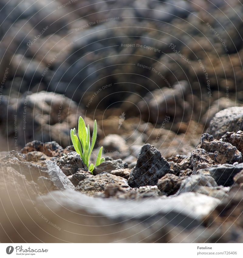 Artist of living on the Teide Environment Nature Plant Elements Earth Sunlight Beautiful weather Rock Mountain Volcano Bright Strong Green Black Stone Stony