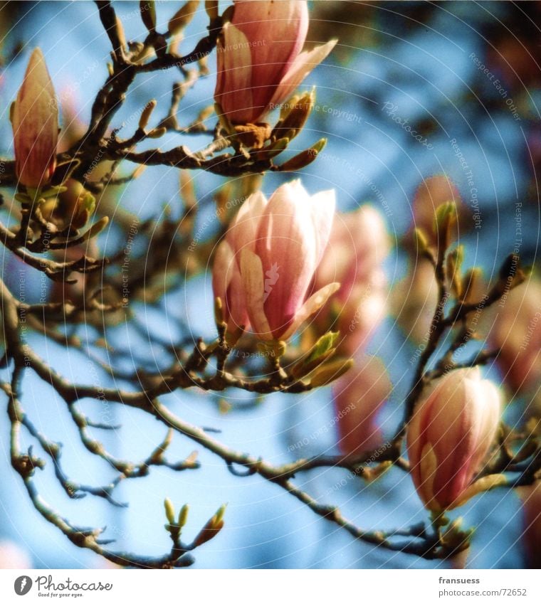 magnolia Magnolia plants Tree Blossom Pink Summer Easy Happiness Beautiful Plant Blue Sky Bud Blossoming