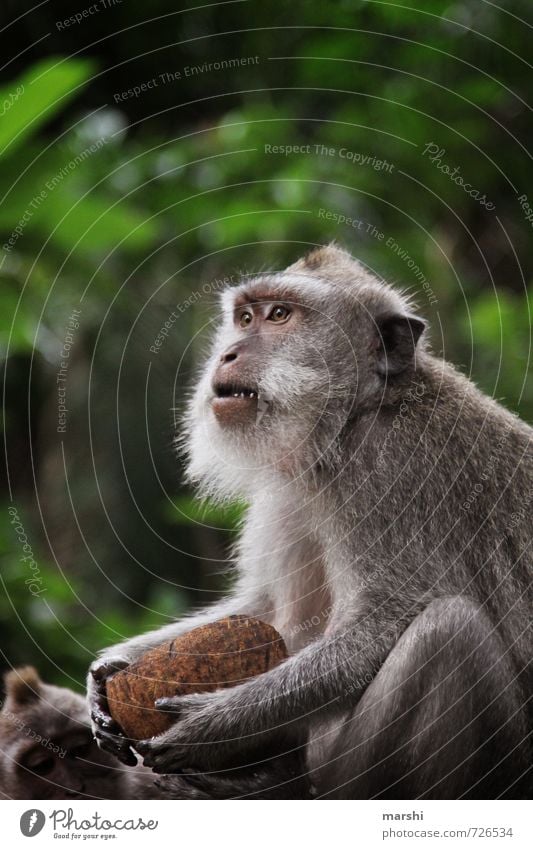 ...who stole the coconut... Nature Animal Wild animal Pelt Zoo Petting zoo 1 Moody Monkeys macaques Coconut Brash Aggression Bali Travel photography Threat