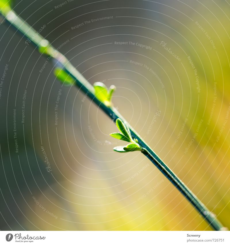 Delicate in the forest... Nature Landscape Plant Spring Grass Bushes Leaf Foliage plant Forest Blossoming Growth Near Yellow Green Spring fever Serene Patient