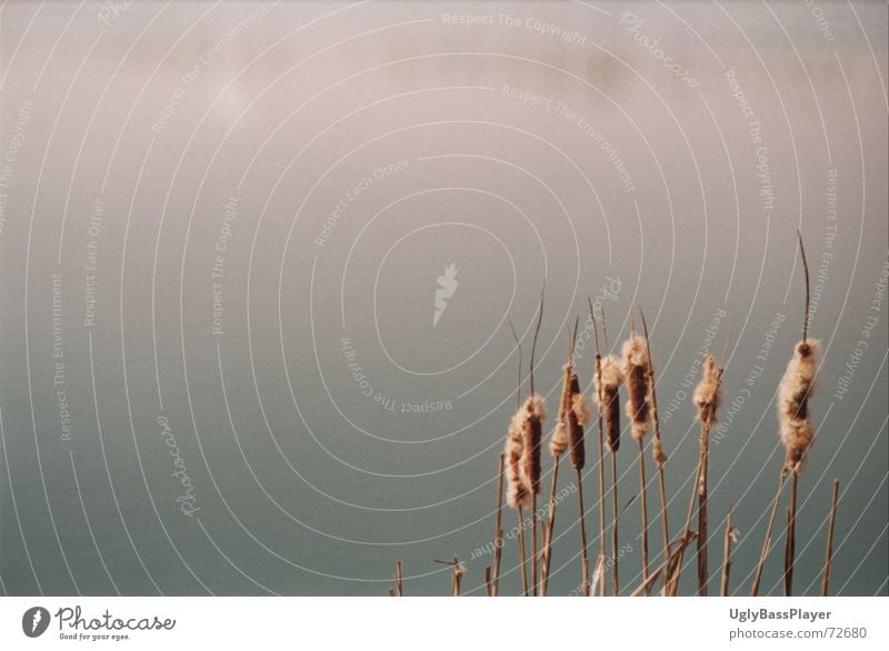 reed Lake Common Reed Juncus Beach Summer Pond Calm Autumn Plant Gravel Mirror Coast Water Sand