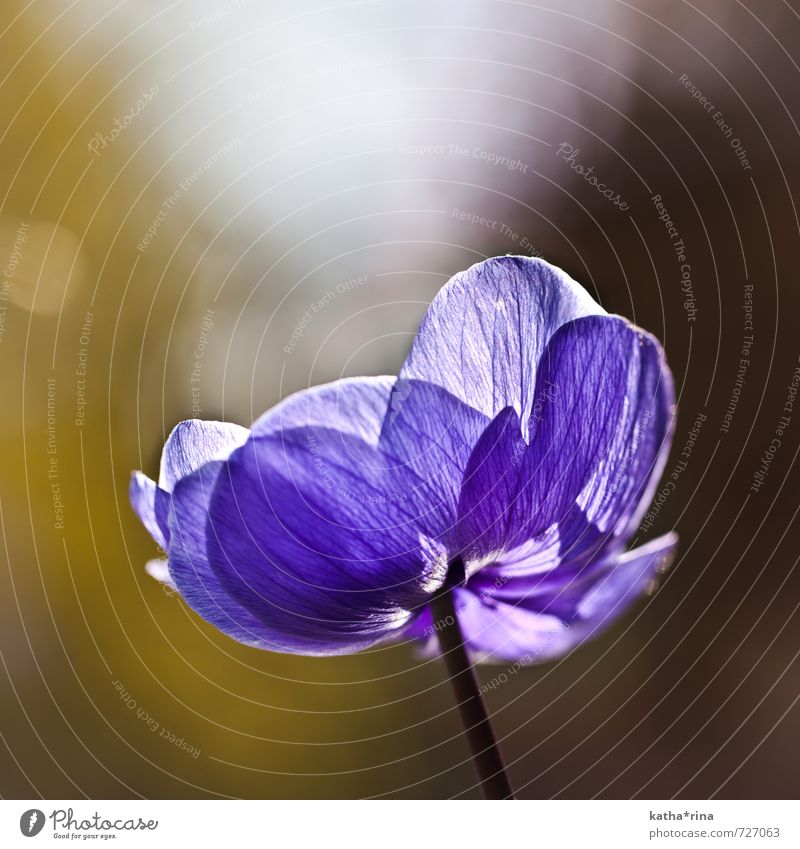 Desire for summer . Plant Flower annemone Esthetic Beautiful Warmth Brown Gold Violet Summery Delicate Colour photo Exterior shot Close-up Detail Deserted