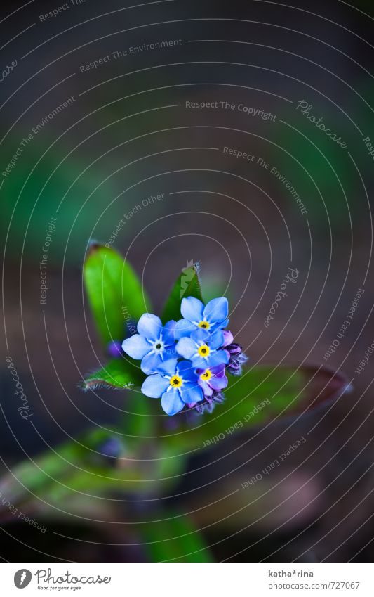 Forget-me-not . ii Plant Flower Esthetic Beautiful Blue Brown Green Colour photo Exterior shot Macro (Extreme close-up) Deserted Copy Space top Day