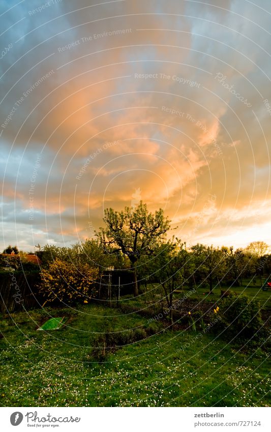 drama Sky Clouds Weather Climate Evening Closing time Garden Garden plot Garden allotments Hedge Neighbor Meadow Lawn Grass surface Tree Bushes Wide angle