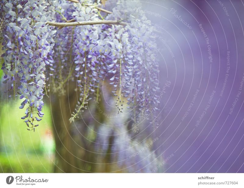 Blue Rain III Plant Spring Tree Flower Bushes Blossom Violet Glyzinia Shallow depth of field Bud Flowering plant Flowering plants Flower necklace Petaloid Blur