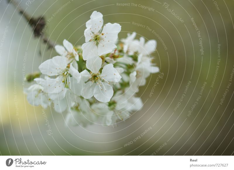 spring Cherry Nature Plant Spring Weather Beautiful weather Tree Blossom Foliage plant Agricultural crop Cherry tree Cherry blossom Garden Park Forest