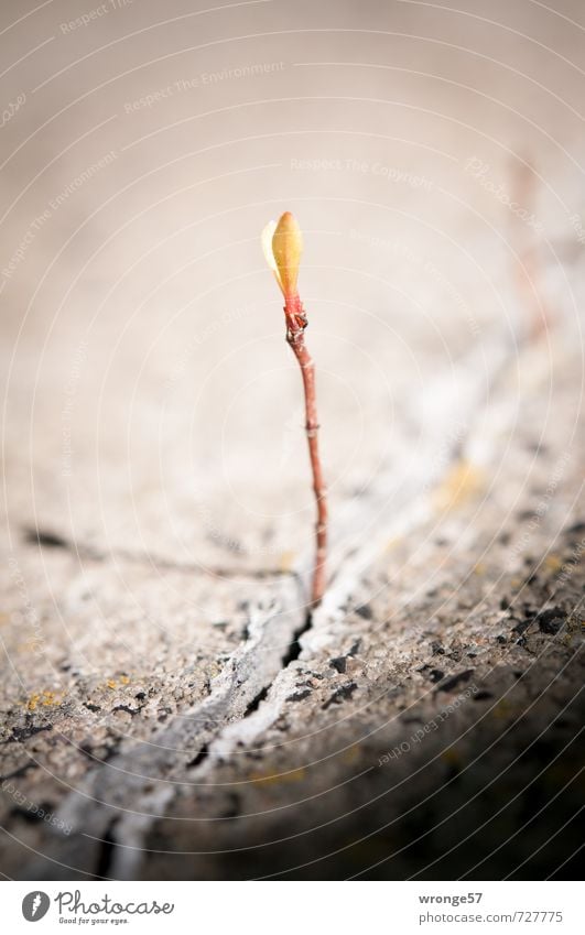 concrete sprout Plant Spring Tree Small Brown Little tree Shoot Plantlet Macro (Extreme close-up) Concrete concrete crack Colour photo Subdued colour