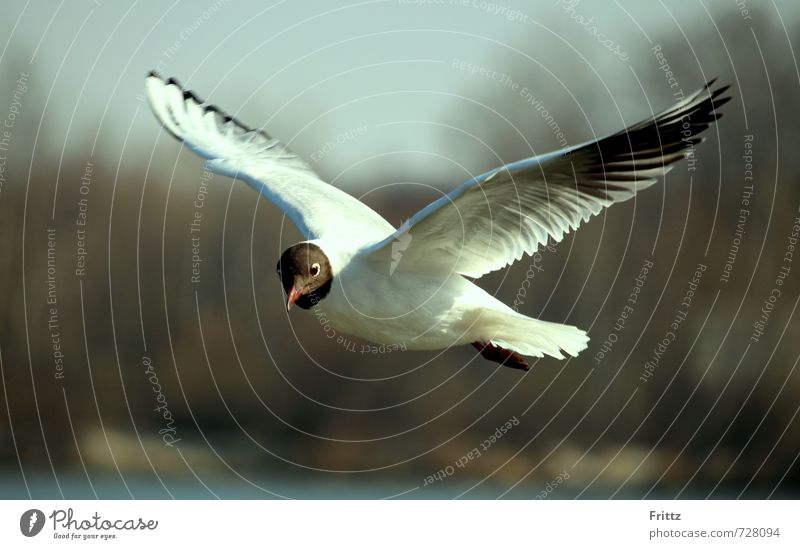 reconnaissance flight Nature Animal Wild animal Bird Wing Black-headed Gull Seagull 1 Observe Flying Near White Curiosity white bird with black head