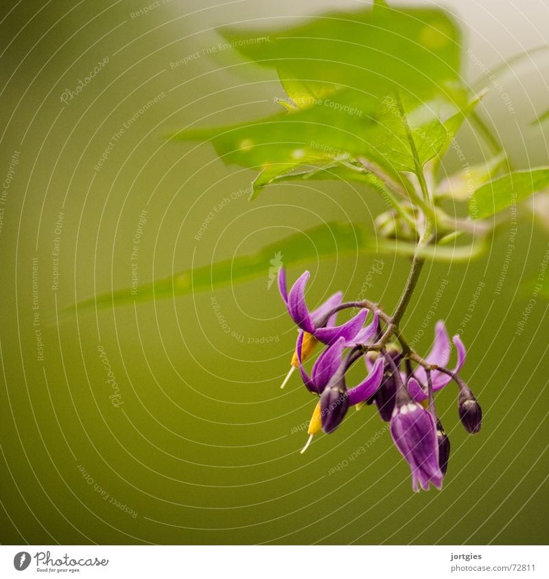 close Flower Blossom Plant Macro (Extreme close-up) Close-up Green Violet Bittersweet Night Fury