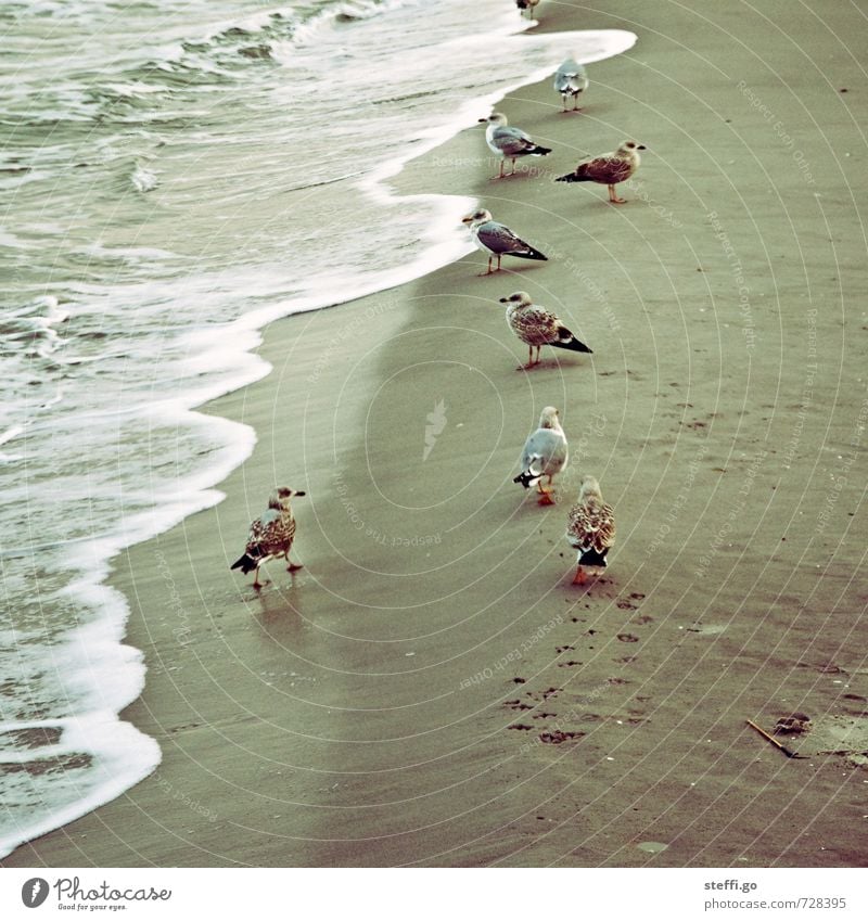 on patrol Nature Waves Coast Beach North Sea Baltic Sea Ocean Animal Wild animal Bird Group of animals Flock Observe Discover Wait Together Maritime Curiosity