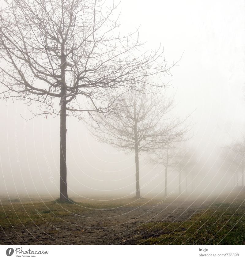 misty way to nowhere Environment Nature Landscape Sky Spring Autumn Winter Climate Bad weather Fog Tree Park Avenue Footpath Deserted Lanes & trails Stand Dark