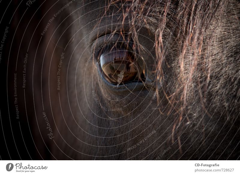 horse's eye Animal Horse 1 Contentment Contact Power Creativity Colour photo Exterior shot Detail Copy Space left Copy Space right Copy Space bottom