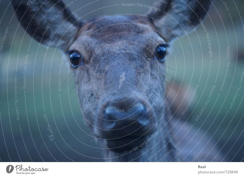 What's the matter with you? Autumn Roe deer Doe eyes Red deer runny nose deer's head deer portrait Deer Hind Deer head Observe Feeding Free Happy Near Curiosity