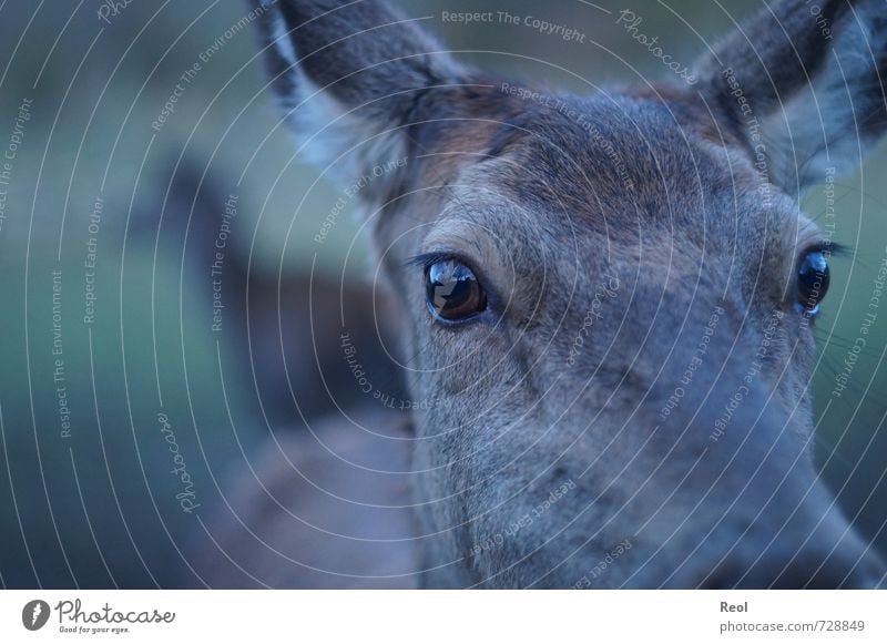 doe eyes Autumn Zoo Roe deer Doe eyes Deer Red deer 1 Animal 2 Group of animals Observe Hiking Brown Green Black White Safety (feeling of) Watchfulness