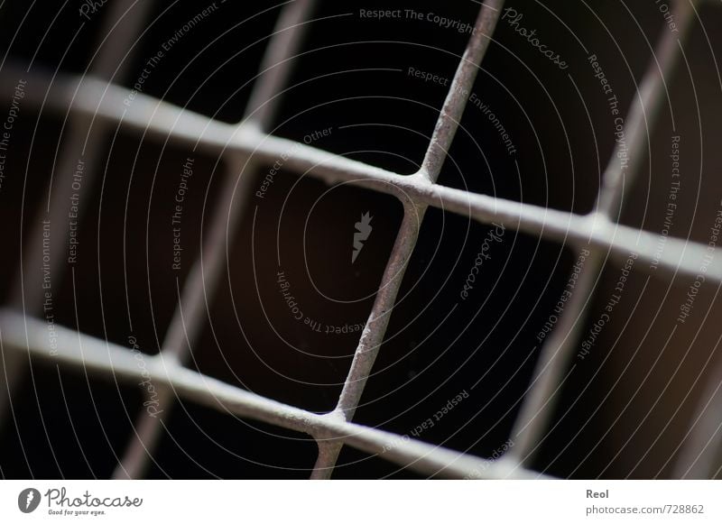 captive Pet Grating Mesh grid Fence Enclosure Barn lattice bars Penitentiary Metal Steel Bizarre Adversity Captured Enclosed Fenced in imprisoned Colour photo