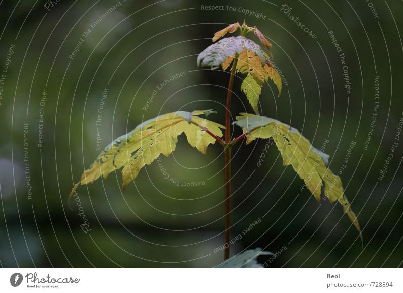 forest life Environment Nature Plant Spring Climate Beautiful weather Tree Wild plant Maple leaf Maple tree maple Garden Park Forest Deciduous forest Blossoming