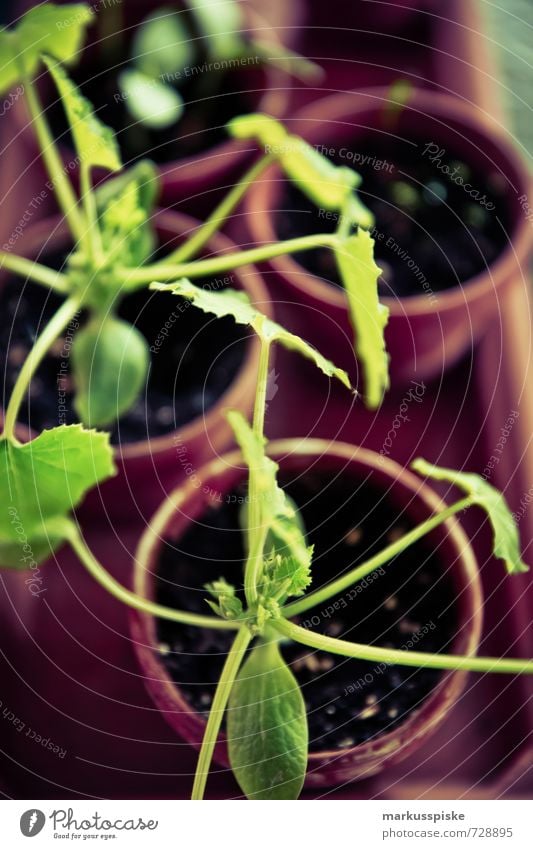 Planting time - Urban Gardening Food Vegetable Lettuce Salad Zucchini Nutrition Eating Organic produce Vegetarian diet Diet Slow food Part of the plant