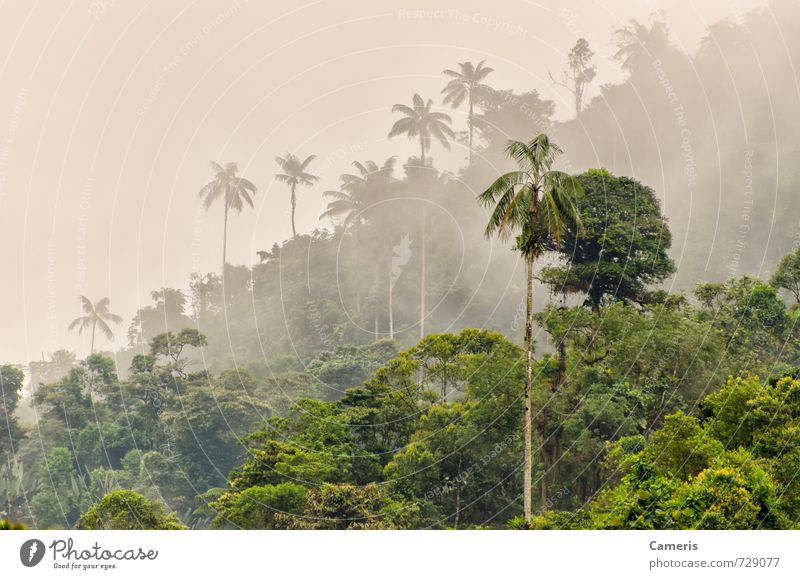 Cloud forest Nature Landscape Plant Clouds Fog Rain Tree Exotic Forest Hill Mountain Wet Adventure Loneliness Vacation & Travel Freedom Peace Mysterious Serene