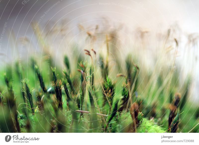 green stuff Environment Nature Plant Spring Summer Grass Wild plant Brown Green Moss Carpet of moss Botany Colour photo Subdued colour Exterior shot Close-up