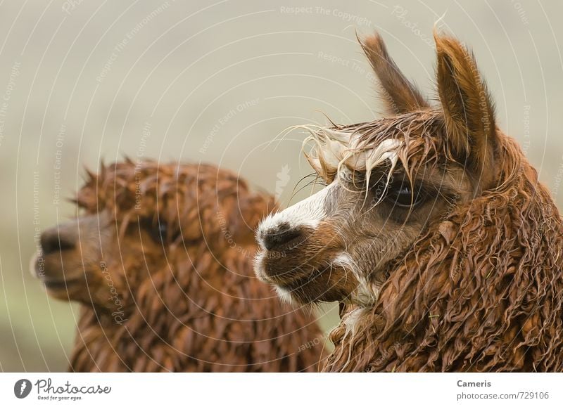 Alpaca Farm animal Animal face 2 Vacation & Travel Far-off places Friendliness Funny Near Curiosity Self-confident Caution Patient Smart Interest Nerviness