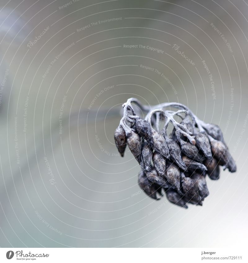 hang out Nature Plant Autumn Grass Bushes Blossom To dry up Brown Gray Beige "Wither," Limp Shriveled Macro (Extreme close-up) Subdued colour Exterior shot