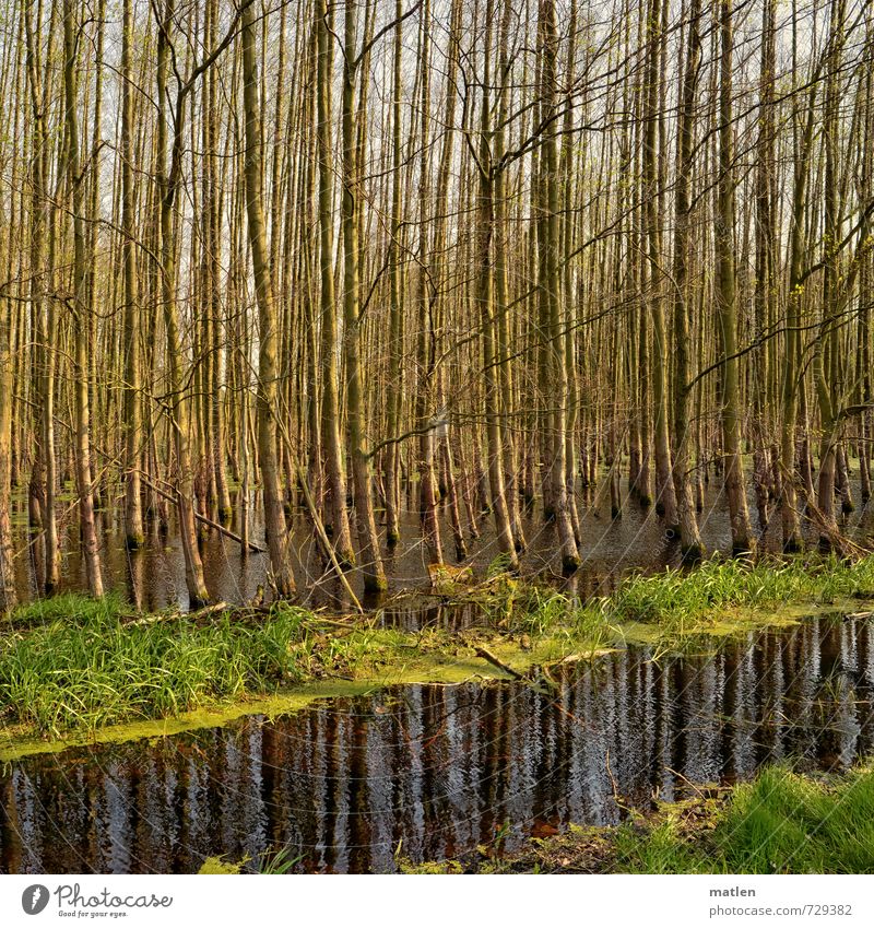 micado Nature Landscape Plant Water Spring Beautiful weather Tree Grass Meadow Forest Bog Marsh Deserted Gray Green Arrangement Deluge Parallel Colour photo