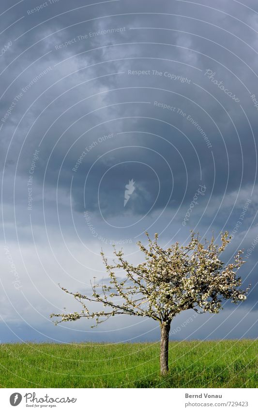 Something's coming Rain Weather Tree Spring Blossom Plant Lawn Sky Clouds Threat Dark Blue Individual Landscape Exterior shot Sun Depth of field Colour photo