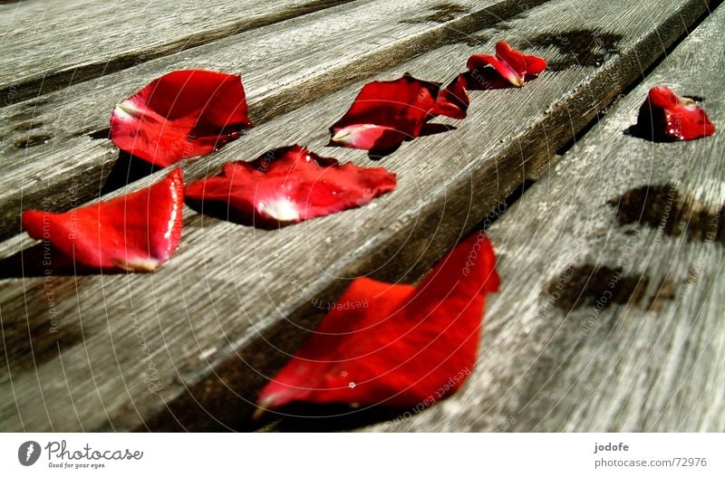 rose petal Death Individual To dry up Wood Red Black Brown Gray Wet Damp Romance Past Transience Summer Autumn Rose Flower Plant Wood flour Blossom leave