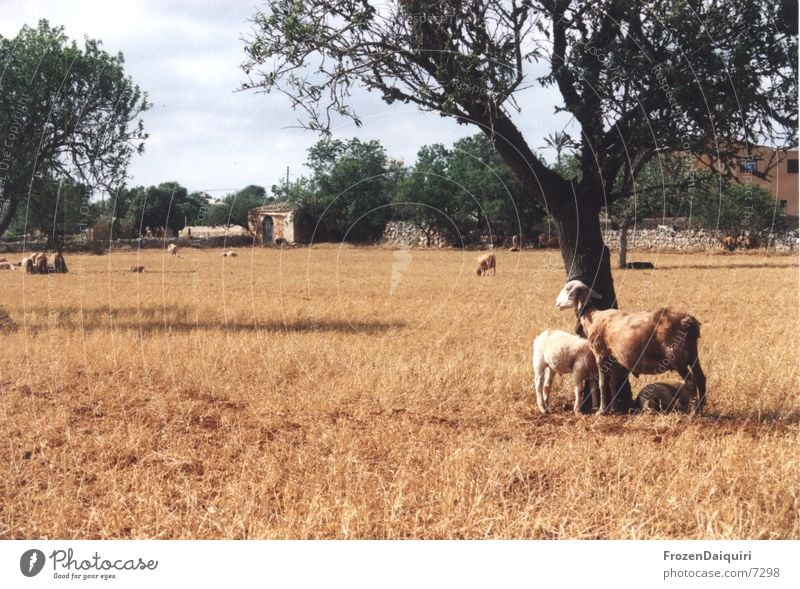 dog days Majorca Sheep Physics Hot Drought Brown Red Warmth Sun Shadow