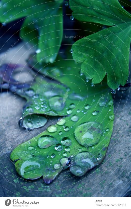 flat dripped Hydrophobic Drops of water Reflection Leaf Plant Wet Damp Fresh Morning Life Nature Part of the plant Wary Macro (Extreme close-up) Botany Calm