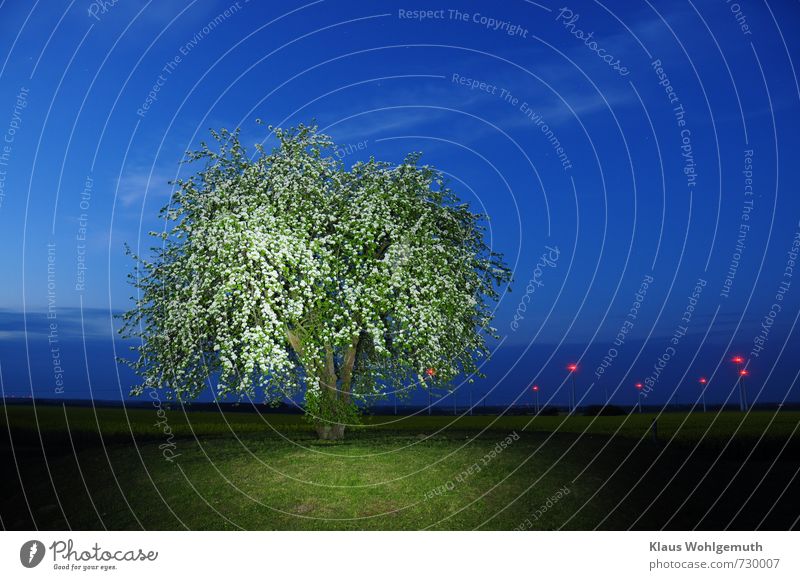 Lush blossoming pear tree at dusk, in the background a blooming rapeseed field and wind turbines Night sky Stars Horizon Spring Plant Pear tree