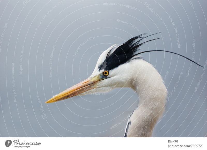 Angry young bird Nature Animal Spring Istanbul Turkey Wild animal Bird Heron Grey heron herons 1 Observe Aggression Anger Blue Yellow Black White Self-confident