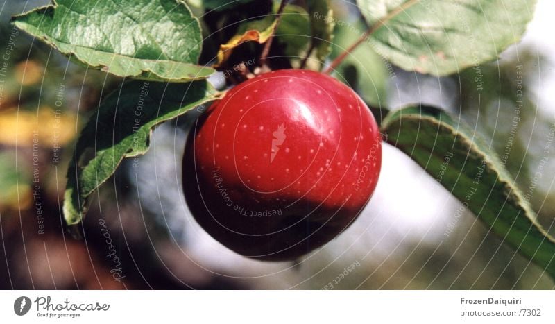 BigRedApple Green Suspended Tree Leaf Glittering Branch