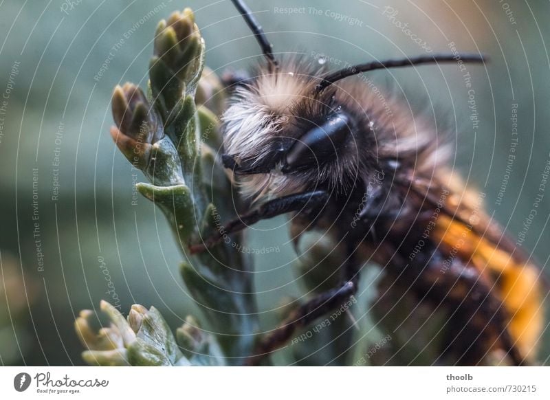 Hairy on cypress Environment Nature Plant Animal Bee Pelt 1 Concentrate Calm Colour photo Subdued colour Exterior shot Macro (Extreme close-up) Deserted