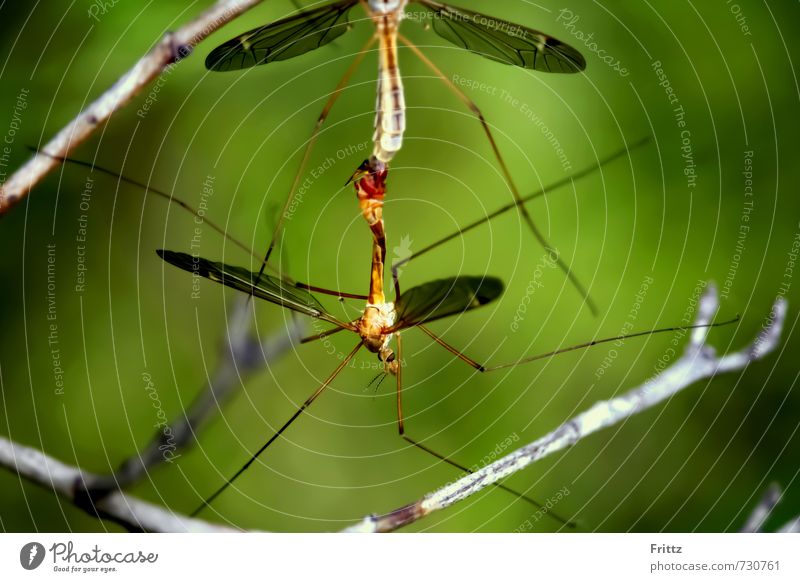 long legs Animal Wild animal Wing Crane fly river mosquitoes horse flies long-legged mosquitoes wedge hoe mosquito stallions schnegger Slak fudge Amel emel