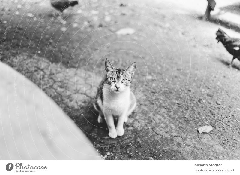 kitty Animal Pet Cat 1 Baby animal Bravery Cool (slang) Barn fowl Hypnotic Fear Hawaii Kauai Free-living Black & white photo Exterior shot Deserted Blur