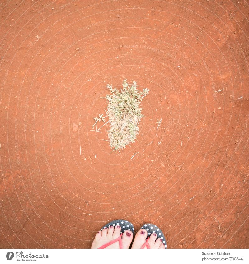 pineapple foot Feminine Feet 1 Human being Footwear Flip-flops Stand Point dirtshirt Loam Pineapple Bushy Grass Nail polish fromwhereistand Hawaii Kauai