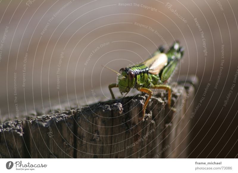 flip Jump Feeler Living thing Depth of field Stay Dolomites Erratic Calm Macro (Extreme close-up) Locust wooden pillars Threat Nature Wait karersee Observe