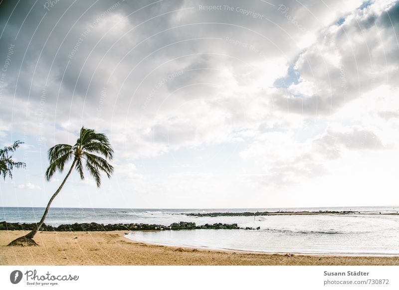 poipu beach park Clouds Summer Beautiful weather Park Waves Coast Bay Esthetic Kitsch Palm tree Kauai Hawaii Beach Loneliness Sandy beach Reef Break water